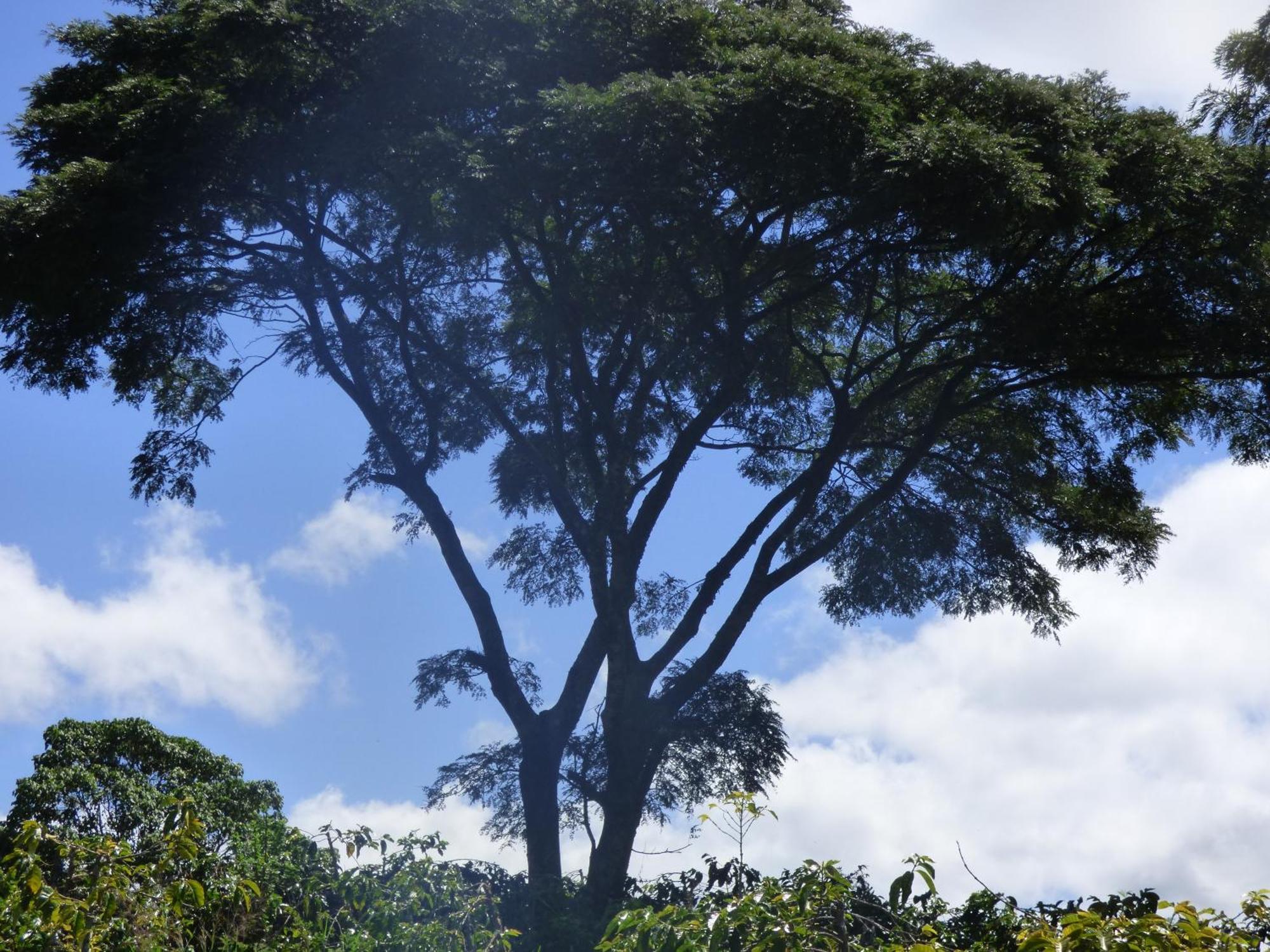 Le Pristine Wellness And Healing Hotel Nyeri Eksteriør bilde