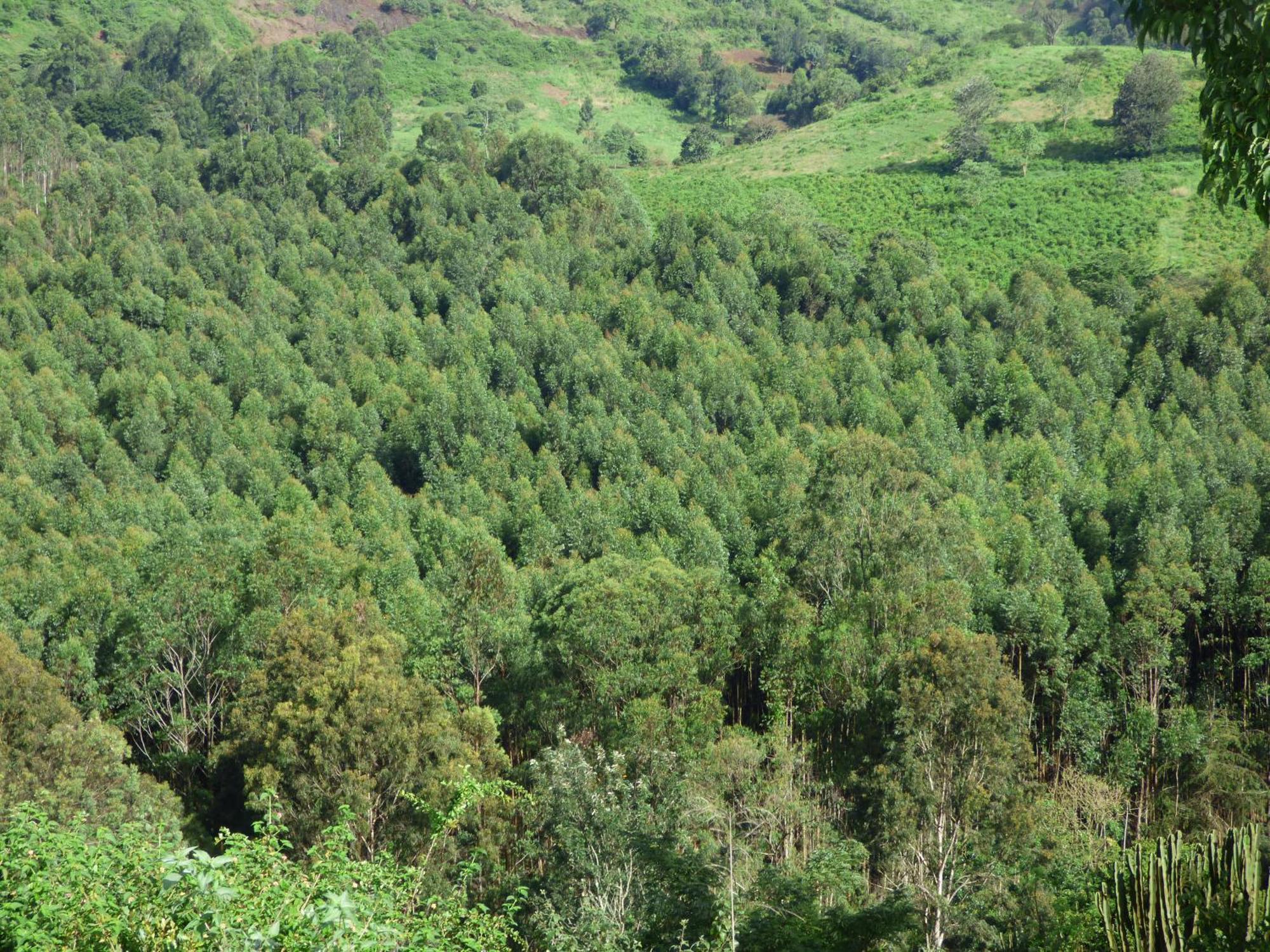 Le Pristine Wellness And Healing Hotel Nyeri Eksteriør bilde
