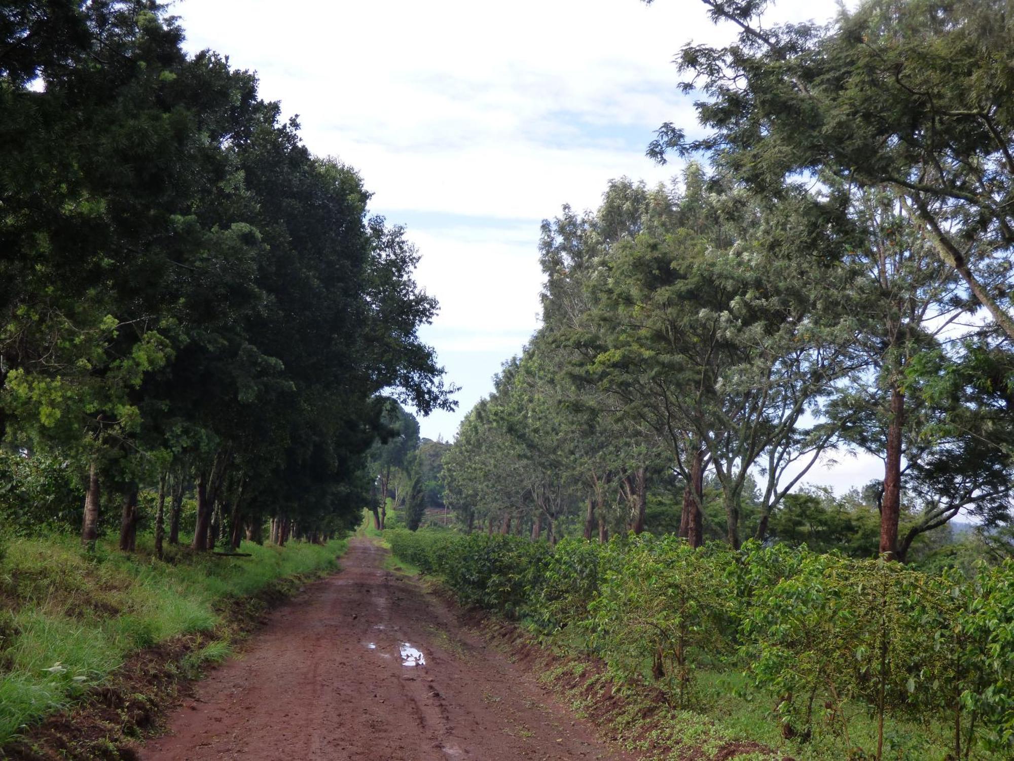 Le Pristine Wellness And Healing Hotel Nyeri Eksteriør bilde