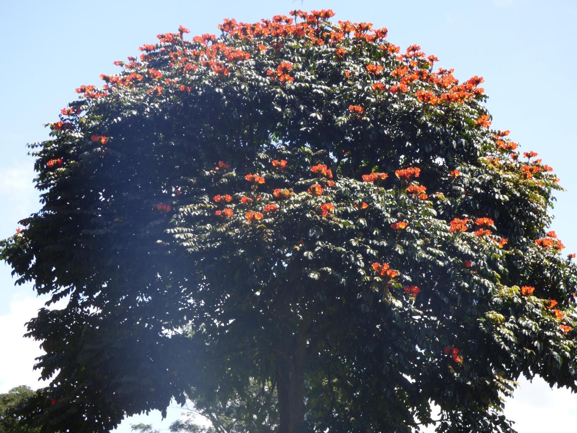 Le Pristine Wellness And Healing Hotel Nyeri Eksteriør bilde