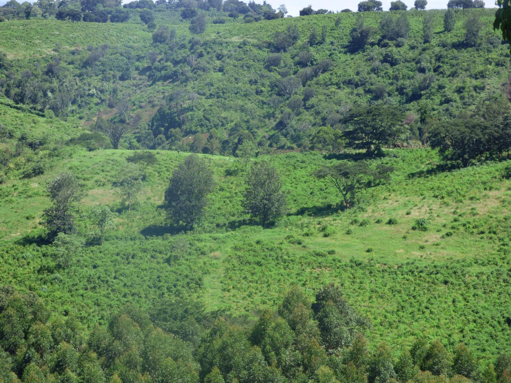 Le Pristine Wellness And Healing Hotel Nyeri Eksteriør bilde