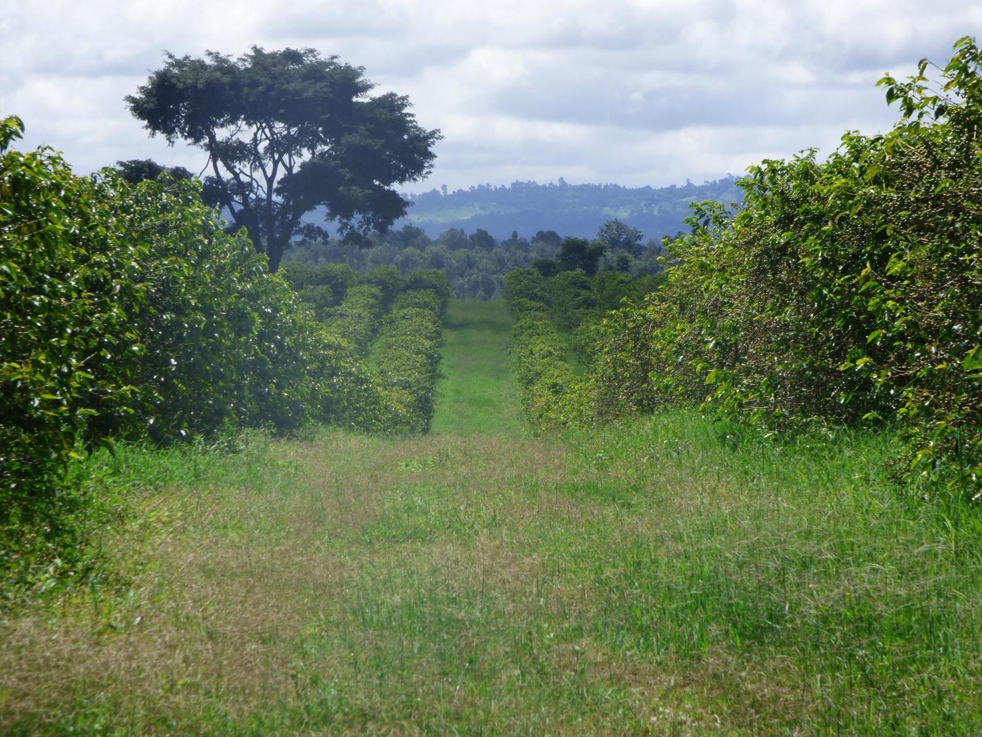 Le Pristine Wellness And Healing Hotel Nyeri Eksteriør bilde