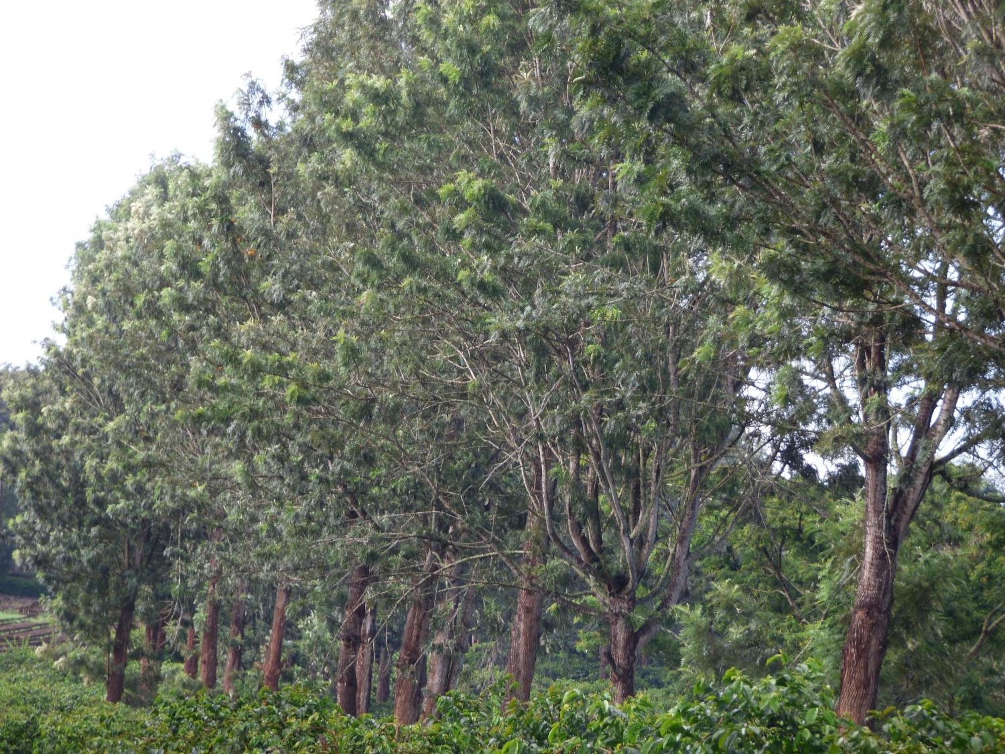 Le Pristine Wellness And Healing Hotel Nyeri Eksteriør bilde