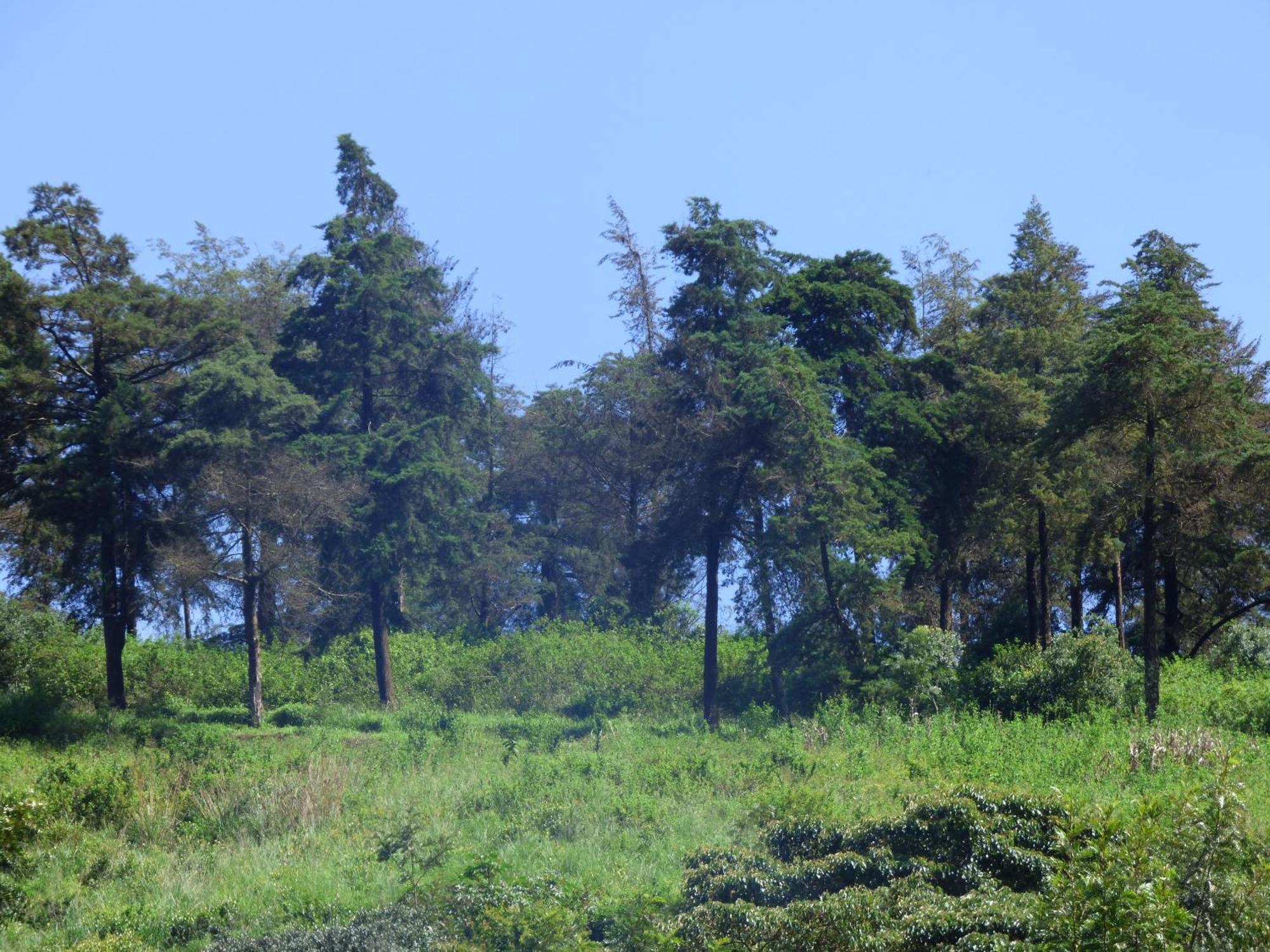 Le Pristine Wellness And Healing Hotel Nyeri Eksteriør bilde